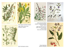 Load image into Gallery viewer, The Sacred Herbs of Samhain by Ellen Evert Hopman