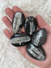 Load image into Gallery viewer, Orthoceras Fossil