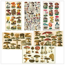 Load image into Gallery viewer, Mushroom Matchboxes