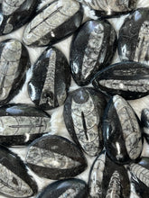Load image into Gallery viewer, Orthoceras Fossil