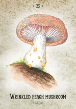 Load image into Gallery viewer, Mushroom Spirit Oracle by Nicola McIntosh
