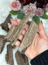 Load image into Gallery viewer, Permineralized Wood Specimens
