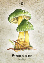 Load image into Gallery viewer, Mushroom Spirit Oracle by Nicola McIntosh

