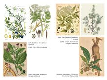 Load image into Gallery viewer, The Sacred Herbs of Samhain by Ellen Evert Hopman
