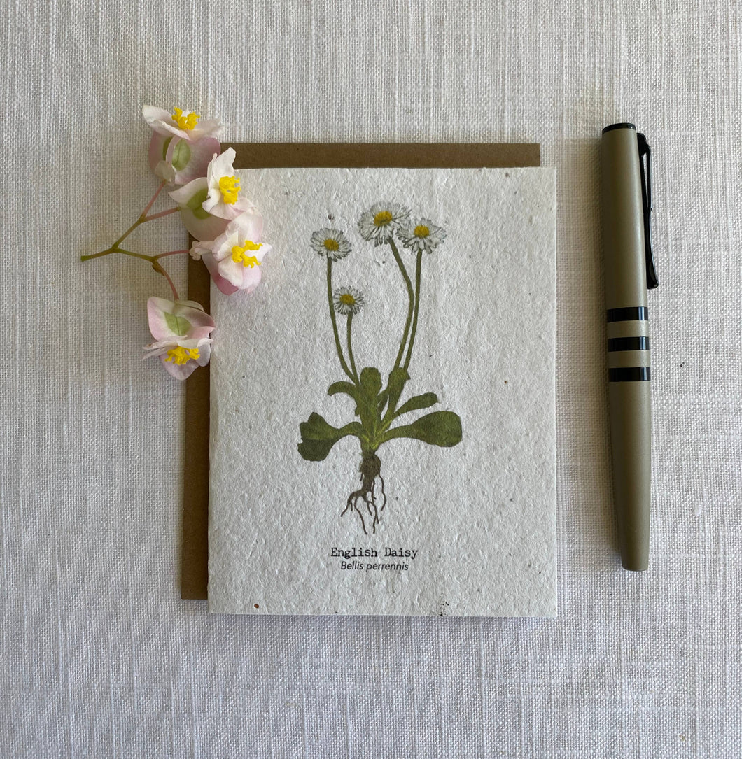 Plantable Wildflower Seed Card  Painted English Daisy