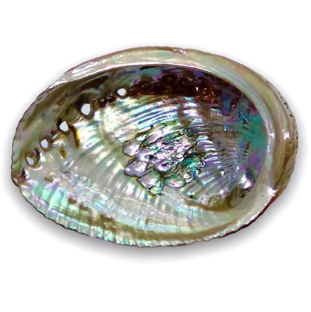 Abalone Shell